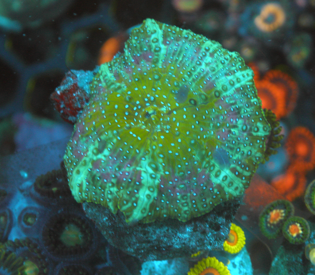Mermaid Dreams Discosoma Mushrooms Reef Aquarium Coral - Reef Gardener
