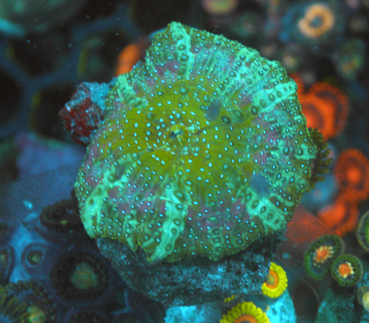 Mermaid Dreams Discosoma Mushrooms Reef Aquarium Coral - Reef Gardener