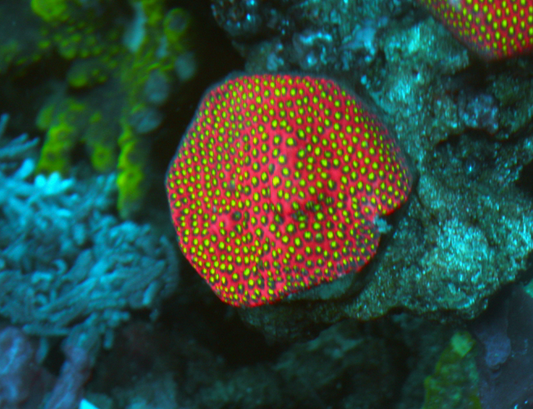 Electric Daisy Stylo Encrusting Montipora Reef Aquarium Saltwater 2 - Reef Gardener