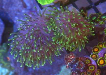 Tyree Neon Green Polyp Leather Beginner Coral Reef Aquarium
