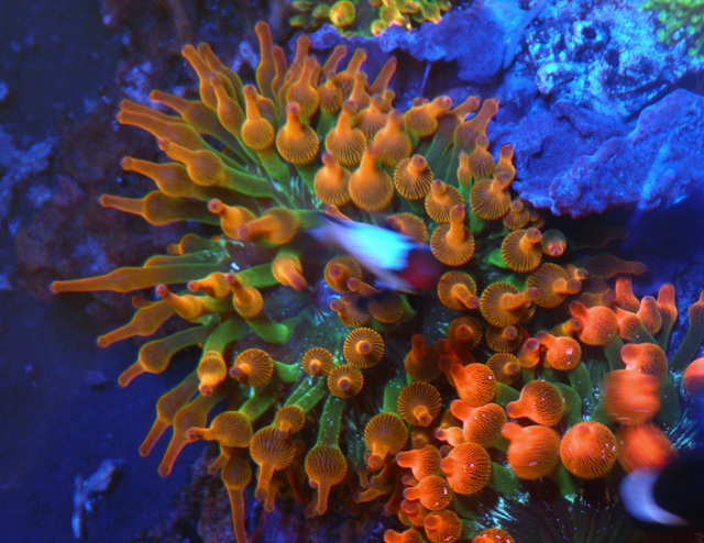 Sunshine Rainbow Bubble Tip Anemone Clownfish Coral Reef Aquarium - Reef Gardener