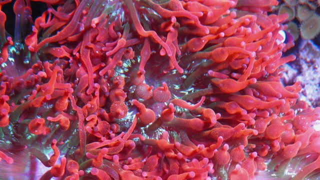 Red Green Rainbow Bubble Tip Anemones BTA Coral Reef Aquarium