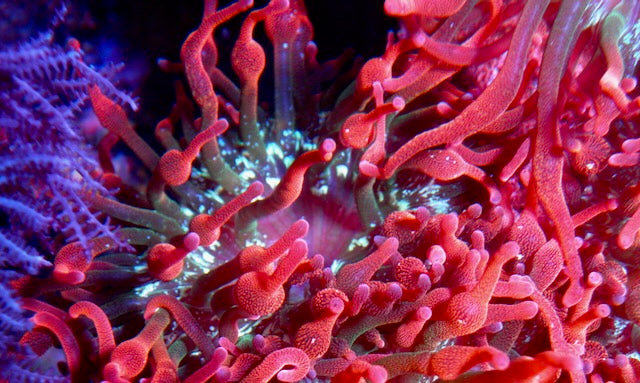Red Green Rainbow Bubble Tip Anemones BTA Coral Reef Aquarium
