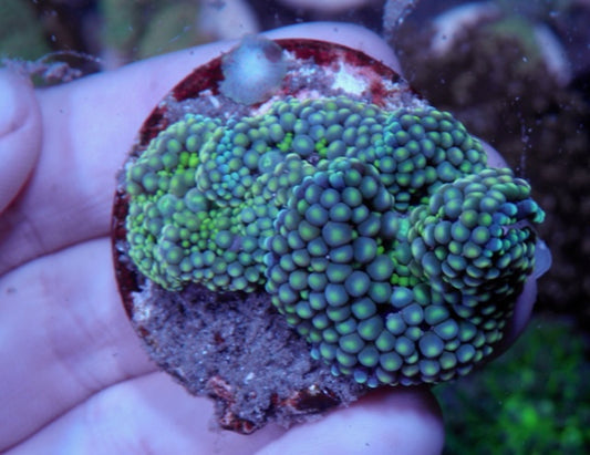 Blue Green ricordea yuma coral reef saltwater aquarium beginner