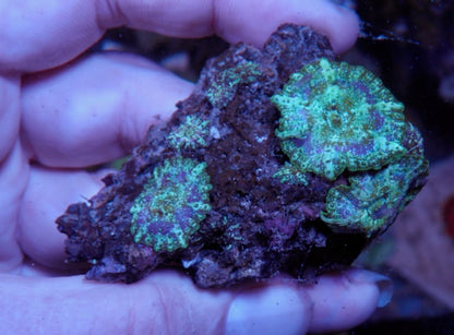 Aqua Mermaid Dreams Discosoma Mushrooms Reef Aquarium Coral