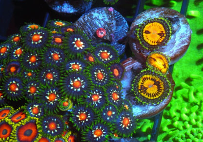 Gold Buttmuncher Zoanthids Beginner Coral