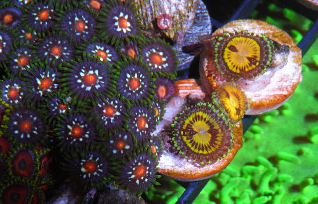 Gold Buttmuncher Zoanthids Beginner Coral