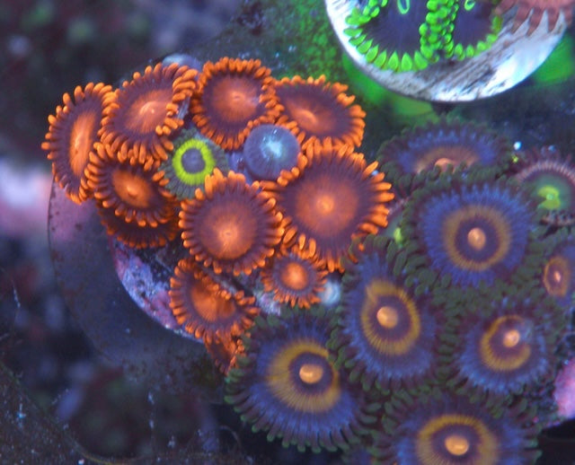 Orange Bambam Submarine Zoanthids Coral Reef Aquarium Beginner