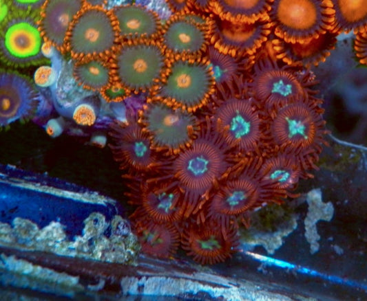 JF Pornstar Red Blue Zoanthids Coral Reef Saltwater Aquarium