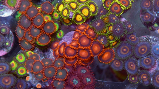 Bambam Zoanthids Big Saltwater Aquarium Coral Reef Zoa Beginner