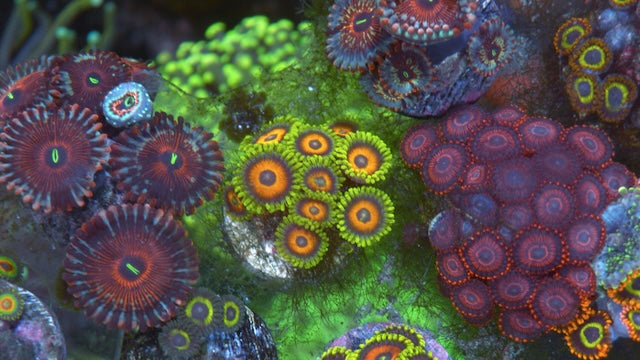Long Lash Eagle Eye Zoanthids Saltwater Coral Reef Aquarium Beginner