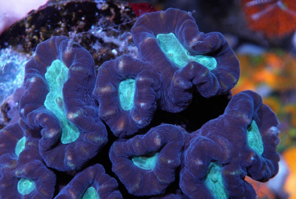 Aqua Eyes with Purple Rim Trumpet Coral