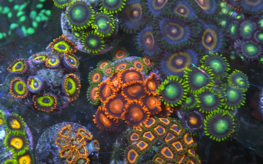 Bambam and Eagle Eye Zoanthids Zoa Coral Reef Saltwater Aquarium