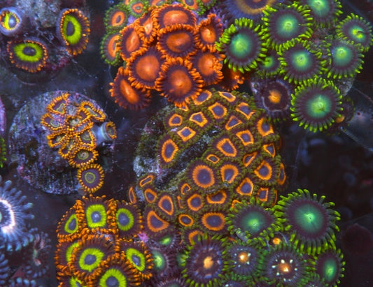Jungle Juice Zoanthids Reef Tank Beginner Coral Reef Aquarium