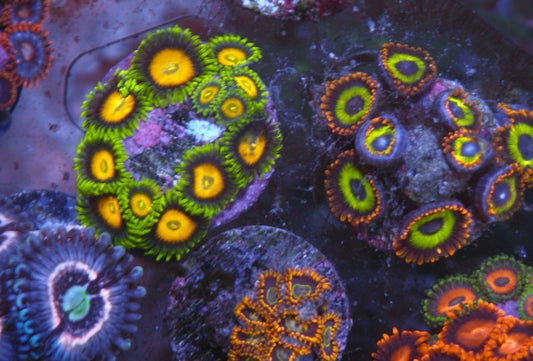Scrambled Egg Yellow Zoanthids Coral Reef Saltwater Aquarium