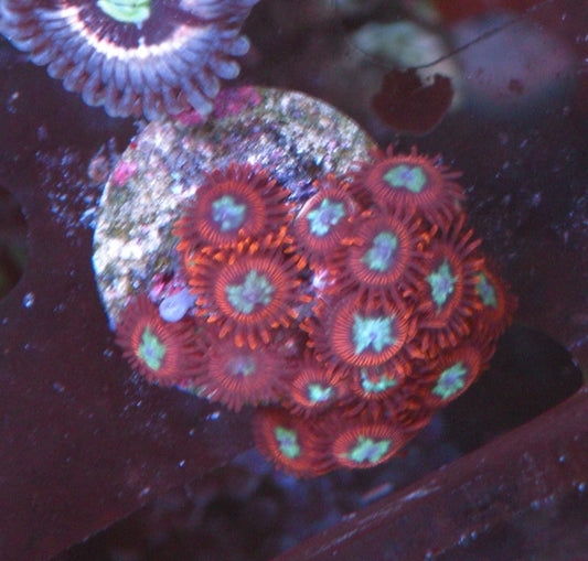 Hot Red Pornstar Zoanthids Coral Reef Aquarium Fish Tank