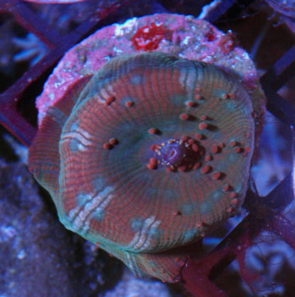 Lady Dragon Bounce Red Cream Mushroom Coral Reef Aquarium