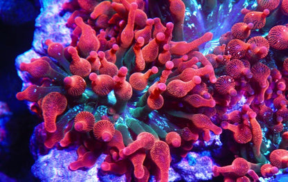 Red Green Rainbow Bubble Tip Anemones BTA Coral Reef Aquarium Small