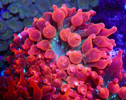 Red Green Rainbow Bubble Tip Anemones BTA Coral Reef Aquarium