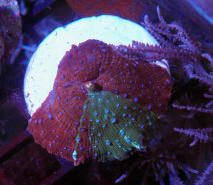 Rare Grafted Aqua Red Superman Mushroom Coral Reef Saltwater Aquarium