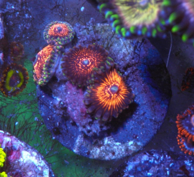 Deadpool Red Zoanthids Coral Reef Aquarium Saltwater Tank 2