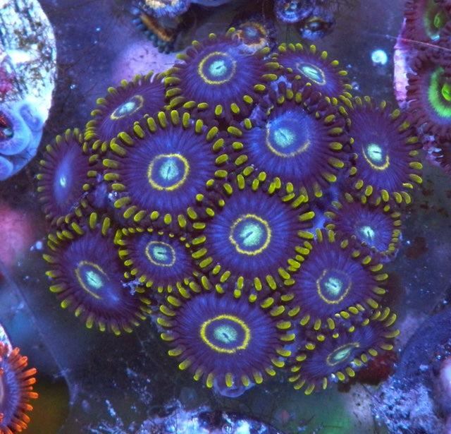 Blue Hornet Zoanthids Coral Reef Aquarium Saltwater Tank