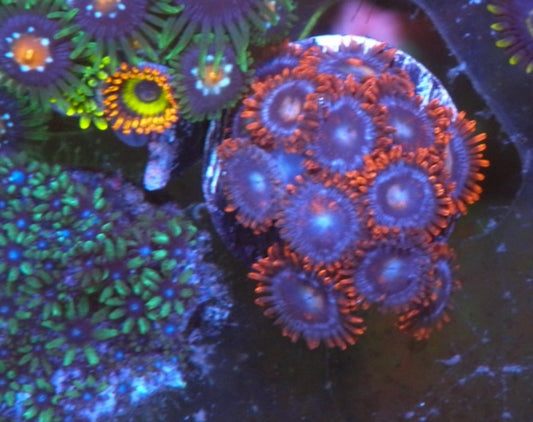 Orange Fire & Ice Zoanthids Coral Reef Saltwater Aquarium Beginner