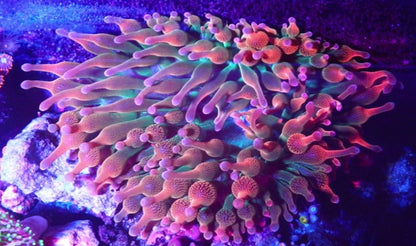 Cotton Candy Rainbow Bubble Tip Anemone Clownfish Aquarium