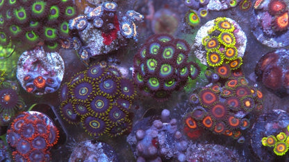 Sour Apple Blue Zoanthids Coral Reef Aquarium Fish Tank