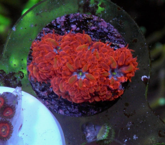 Blue Raven Red Blastomussa merletti LPS Coral Coral Reef Aquarium 2