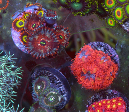 Blue Raven Red Blastomussa merletti LPS Coral Coral Reef Aquarium