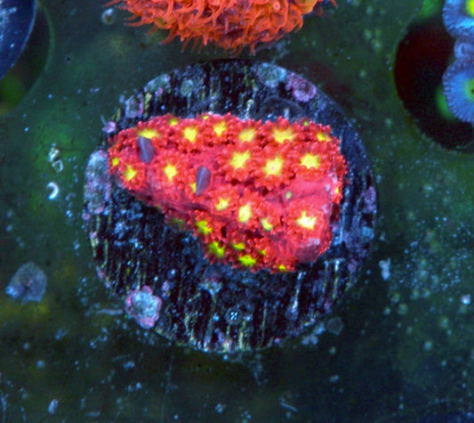 TSA Raspberry Lemonade Goniopora LPS Reef Aquarium WYSIWYG