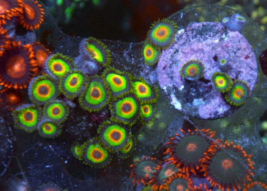 Rastafarian Rasta Zoanthids Zoa Saltwater Aquarium Coral Reef 3