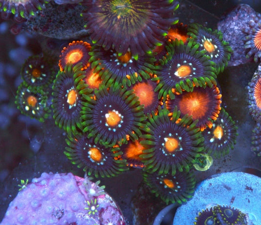 Bambam and Daisy Cutter Zoanthids Coral Reef Aquarium Nano Tank