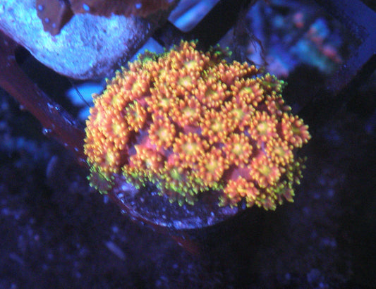 TSA Pop Rocks Rainbow Goniopora Coral LPS Reef Aquarium