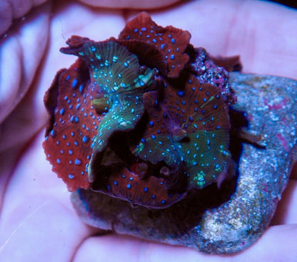 Rare Grafted Aqua Red Superman Mushroom Coral Reef Saltwater Aquarium