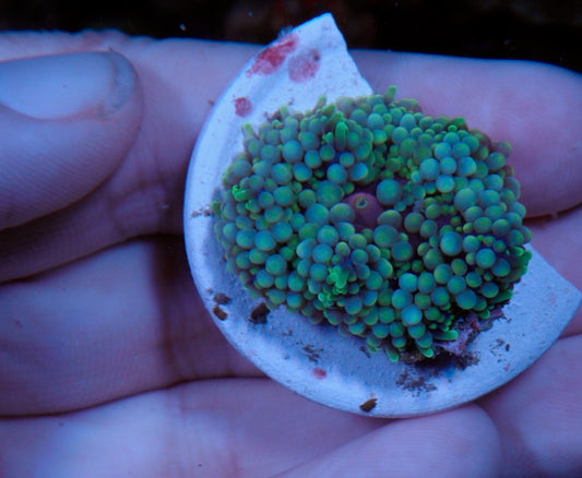 Aquamarine Ricordea Mushroom Coral Reef Saltwater Aquarium Beginner
