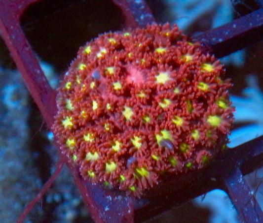 TSA Raspberry Lemonade Goniopora LPS Reef Aquarium WYSIWYG 2