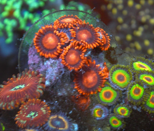 Orange Bambam Zoanthids Coral Reef Aquarium Saltwater