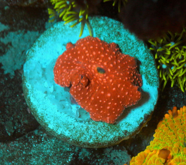 Strawberry Shortcake Mushroom - Reef Gardener