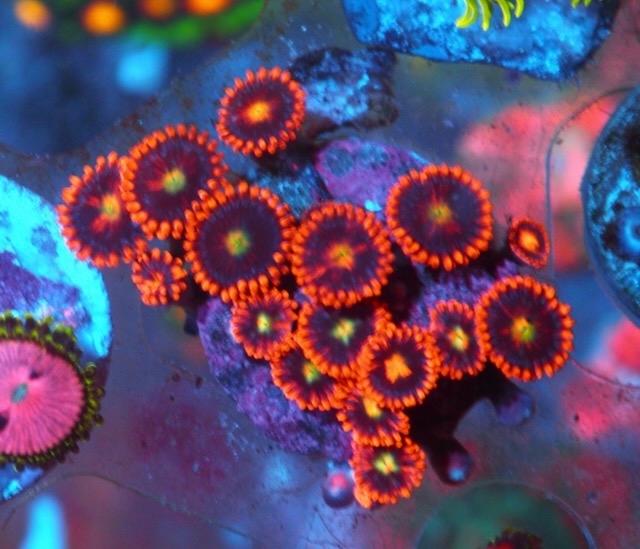 Goblins on Fire Zoanthids