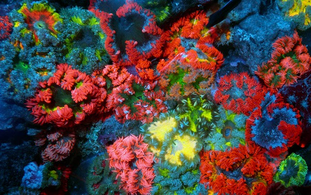 Sunset Flower Rock Anemone Coral Reef Aquarium