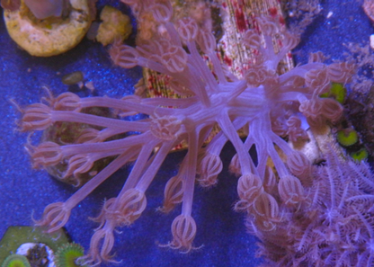 Sparkling African Cespitularia Xenia Soft Coral Reef Aquarium