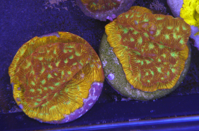 Orange Lethal Leptoseris Coral LPS Reef Aquarium Jason Fox 3 - Reef Gardener
