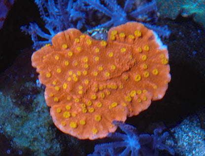Reeftech Starburst Montipora Capricornis Beginner Coral Reef Aquarium