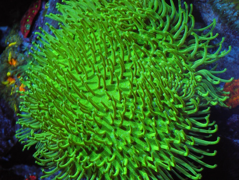 Japanese Neon Green Weeping Willow Leather Coral