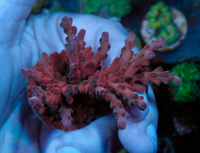 Pink Ruby Solana Jawdropper Acropora Sps Reef Saltwater Aquarium Colony