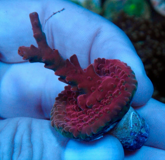Pink Ruby Solana Jawdropper Acropora Sps Reef Saltwater Aquarium 2