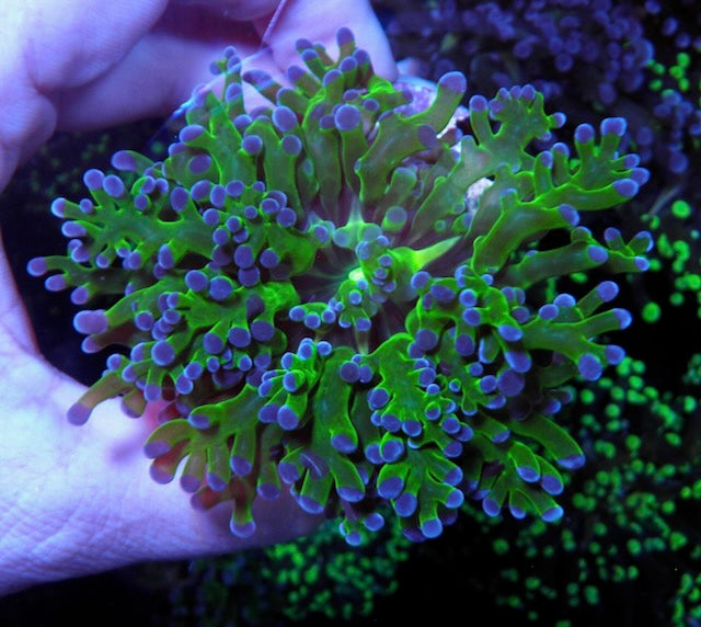 Green with Violet Pink Tips Frogspawn One Head 2