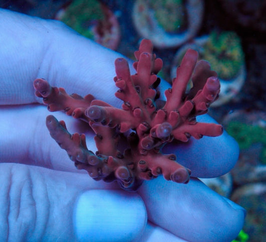 Ruby Pink Solana Jawdropper Acropora Sps Reef Saltwater Aquarium